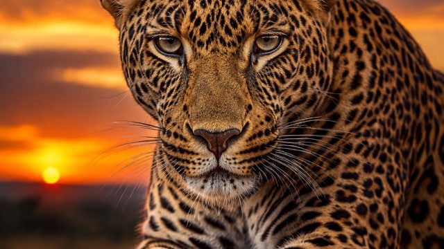 Captivating Wildlife Moments: A Wallpaper Gallery for Nature Lovers | rtp slot 188bet, 60 parsecs