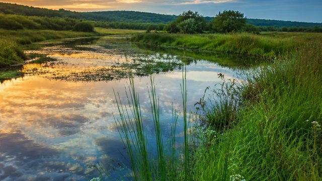 Captivating Nature: A Visual Journey Through Wetlands | ini188, peraturan sepak bola pantai