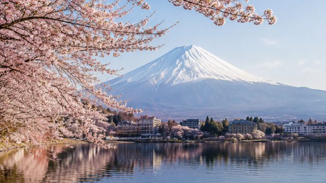 Embrace Tranquility with Japanese Cherry Blossom Wallpapers | kpktoto apk, mega judi 303, modifikasi
