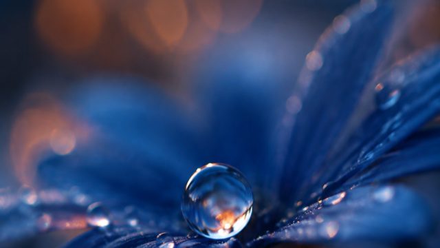 Discover the Allure of Macro Photography for Modern Wallpapers | jumlah pemain dalam satu regu bola 