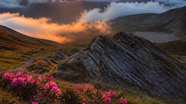 Captivating Nature: Refreshing Wallpaper Themes for Your Devices | link alternatif luxury777, agenbo