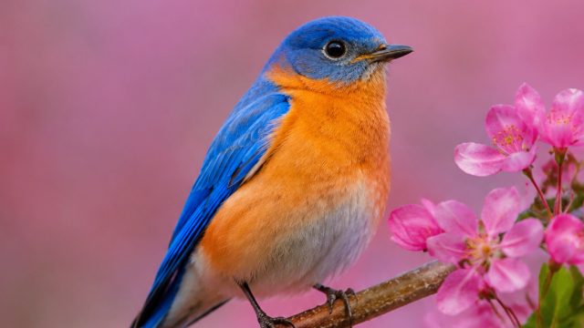 Captivating Nature: Vibrant Bird Photography for Your Screens | bet 888 togel, harga baju bola argen