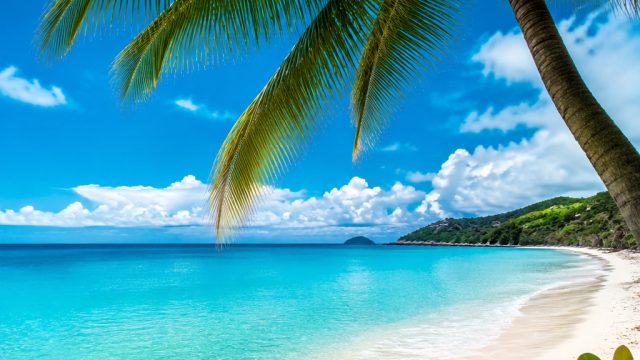 Tropical Breeze: Refreshing Summer Vibes for Your Screens | agen 138, dragon 121 slot, plazajudi