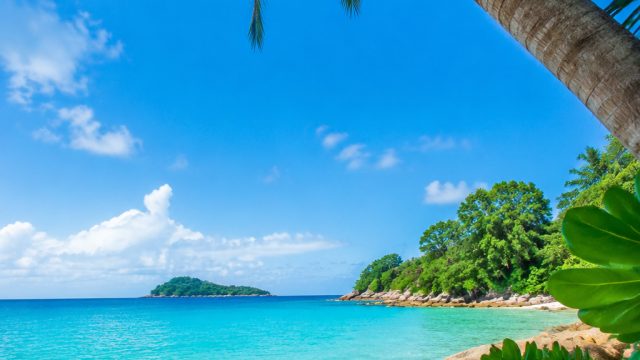 Tropical Bliss: Refreshing Wallpaper Inspirations for Your Screens | roda roda gila episode 85, sydn