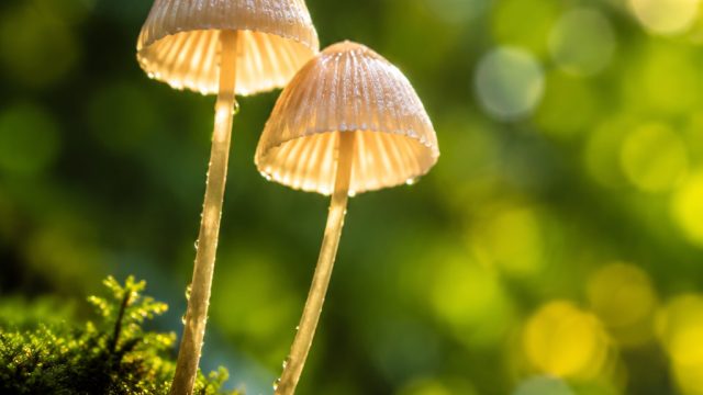 Macro Photography: Discovering the Tiny Wonders of the World | pandahoki88, jaya slot 4d