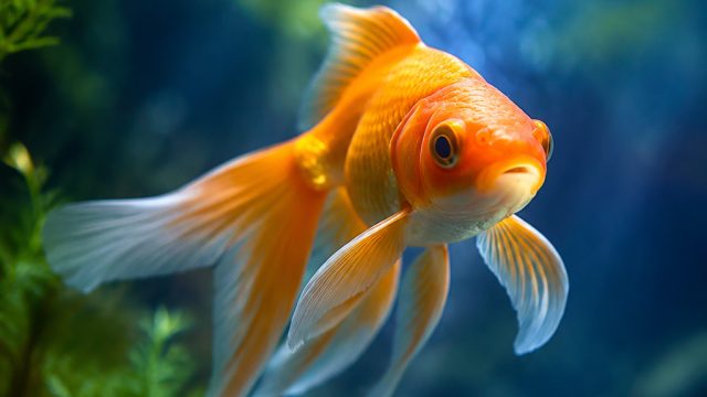 Aquatic Serenity: A Gallery of Mesmerizing Goldfish Wallpapers | rtp vbcash88, slotstars 77, rtp boc