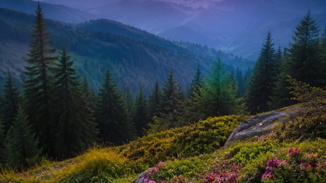 Captivating Nature Scenes: The Essence of Tranquility | goldify slots, dukun penipu di internet, rtp