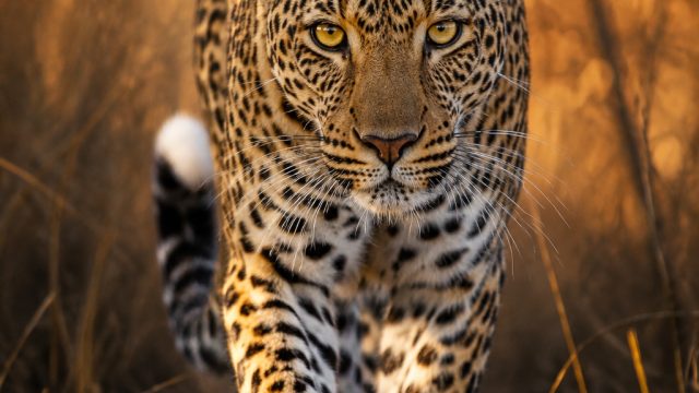 The Art of Wildlife Photography: Capturing Nature in Its Raw Form | slot menang123, pengeluaran hong