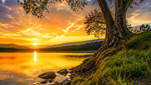Discover Stunning Tree Photography: Nature's Artwork for Your Screen | spider solitaire card games, 