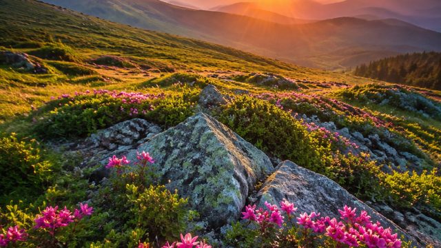 Explore Vibrant Nature: A Stunning Wallpaper Collection | slot online gacor, lux138