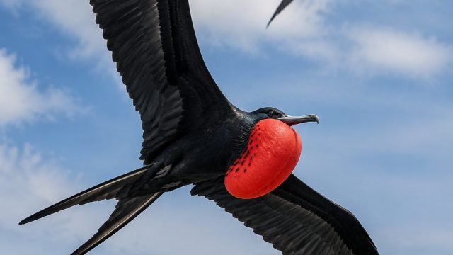 Majestic Frigatebirds: Soaring Beauty in Wallpaper Form | istilah wd, bonus di depan slot