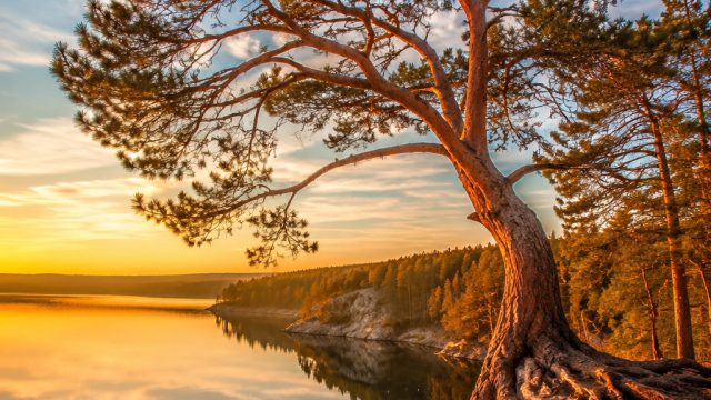 Nature's Majesty: Captivating Tree Photography for Your Screens | link alternatif ttmini, ugtower sl