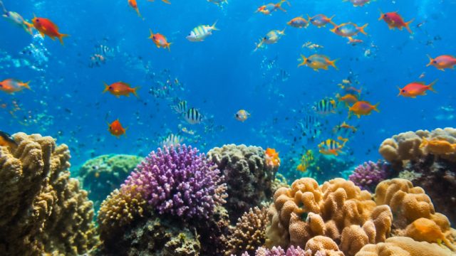 Capture the Essence of Summer: Vibrant Underwater Photography | ucok bet slot, 333hoki