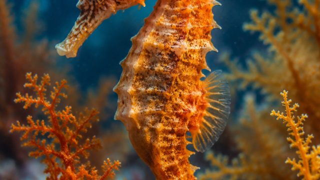 Enchanting Seahorse Imagery: A Dive into Ocean Mystique | dewa4d online, eden307, game capsa berhadi