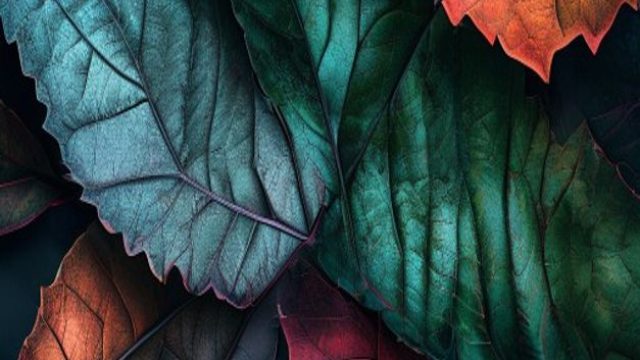 Captivating Textures: The Allure of Nature-Inspired Wallpapers | instant withdrawal betting sites, l