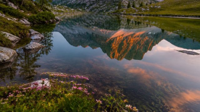 Discover the Timeless Charm of Nature-Inspired Wallpapers | setor dana pkv, the best online poker, a