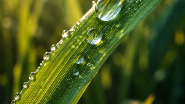 Embrace Nature's Beauty: Stunning Close-Up Photography Wallpapers | apk pkv games deposit, monas 77 