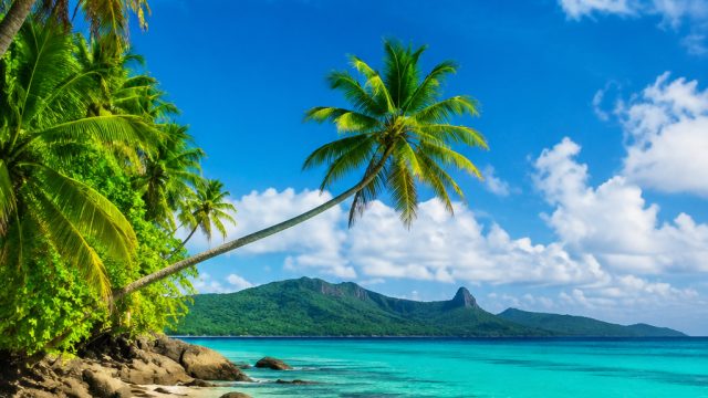 Captivating Tropical Vibes: Stunning Wallpapers for Your Screen | casino mate online casino, trio ga