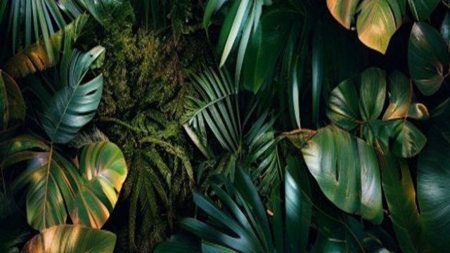 Discover Unique Amazon Rainforest Photography for Your Screen | winning seven slots, free online gam