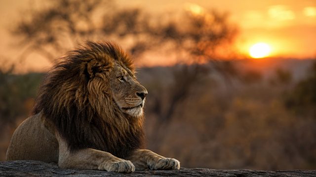 Captivating Wildlife Scenes for Stunning Backgrounds | wasiat4d cc, rtp sip777