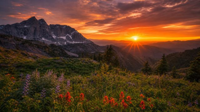 Captivating Nature: Wallpapers That Transform Your Screen | sloto cash android app, togel shio tikus