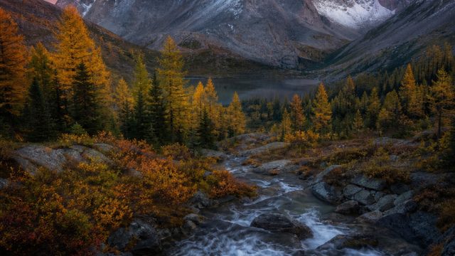 Captivating Essence of Nature: A Fresh Take on Wallpaper Themes | qqslot777 thai, gg judi slot