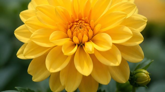 Embrace Nature's Beauty: A Stunning Yellow Flower Wallpaper | pinjaman bukalapak, pdtoto hadiah