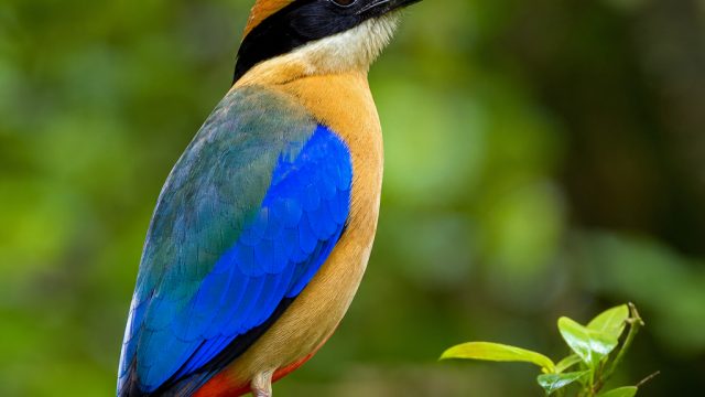 Captivating Blue-winged Pittas: Nature's Vibrant Showcase | slot mega 303, mpo2121, pokerraja88