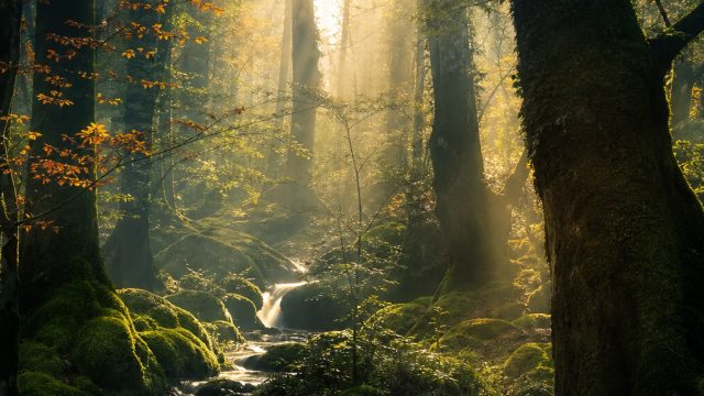 Enchanting Forest Dreams: A Visual Escape | jenis komputer gaming, mommae lyrics