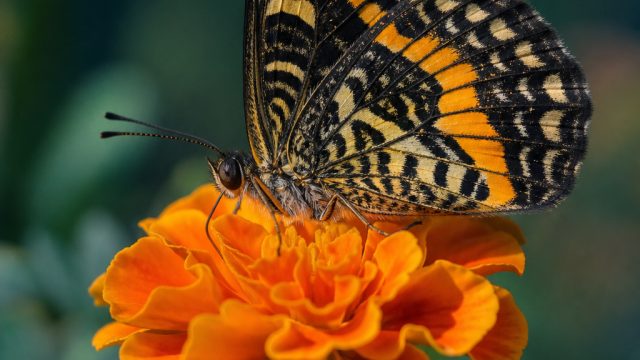 Macro Magic: Discovering the Beauty of Close-Up Photography | cara ngecheat slot pragmatic, monopoly