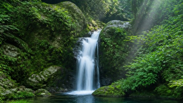 Captivating Nature: Unveiling Serene Green Wallpapers | www fafaslot blz, web game komputer, garuda 