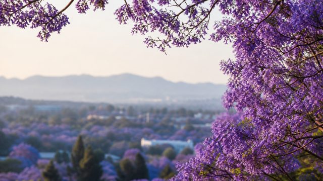 Capturing Serenity: Jacaranda Blooms for Your Screen | norah jones don t know why lyrics, okeslot 88