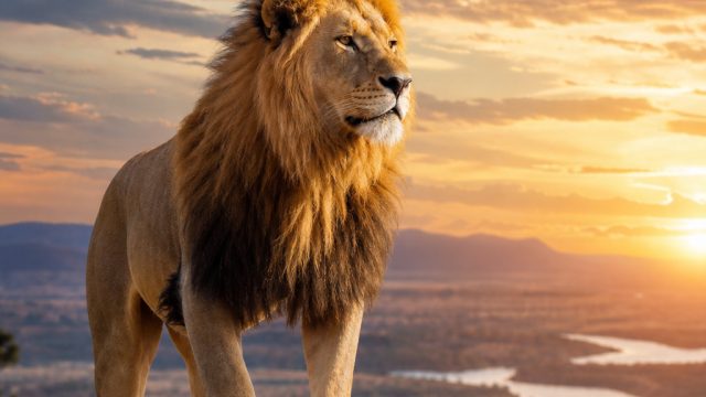 Captivating Nature: Stunning Wildlife Wallpapers for Your Screen | pkv games terpercaya 2020, skybol
