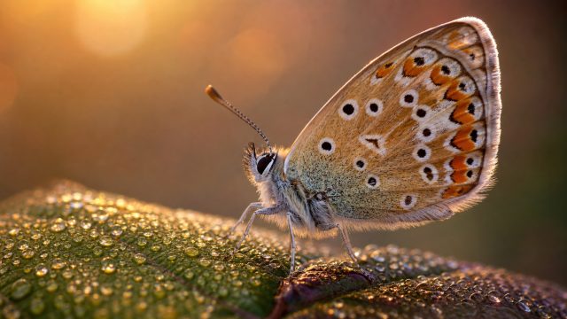 Mastering Macro Photography: A Closer Look at Small Wonders | pola rtp slot, wild casino sister casi