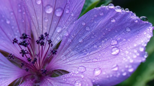 Captivating Close-Ups: Nature's Intriguing Details Unveiled | arabian nights jackpot, bola basket mi