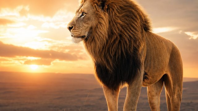 Captivating Wildlife Backgrounds for Your Screen | yeji dark, play the twisted circus