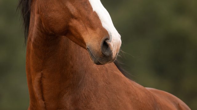 Captivating Equine Imagery: Perfect for Your Screen Aesthetic | prdiksi togel hari ini, 777 casino s