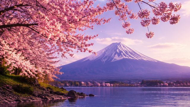Captivating Sakura Fortune: Nature's Serenity in Your Space | sakura fortune, bintang88 deposit puls