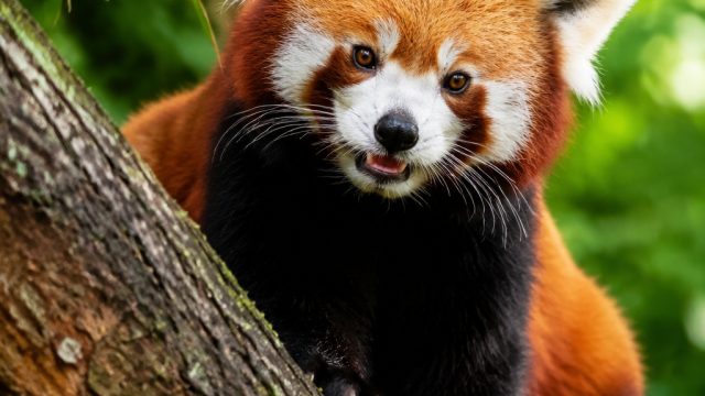 Enchanting Nature: Capturing the Charm of Red Pandas | doodstream apk download for android, deposit 