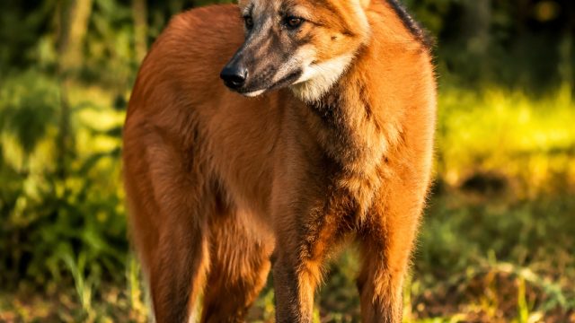 Captivating Amazonian Canine: Nature's Enigmatic Beauty | footy acca tips, permainan slot pragmatic