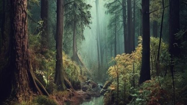 Captivating Nature: The A