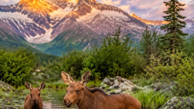 Embrace Nature's Wonder: 